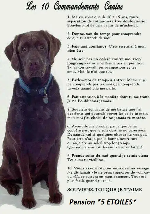 Pension 5 ETOILES pour chiens en milieu familial - Laval(^.^) - Photo 2