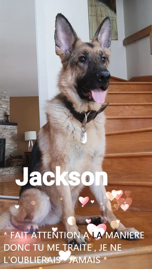 Pension 5 ETOILES pour chiens en milieu familial - Laval(^.^) - Photo 6