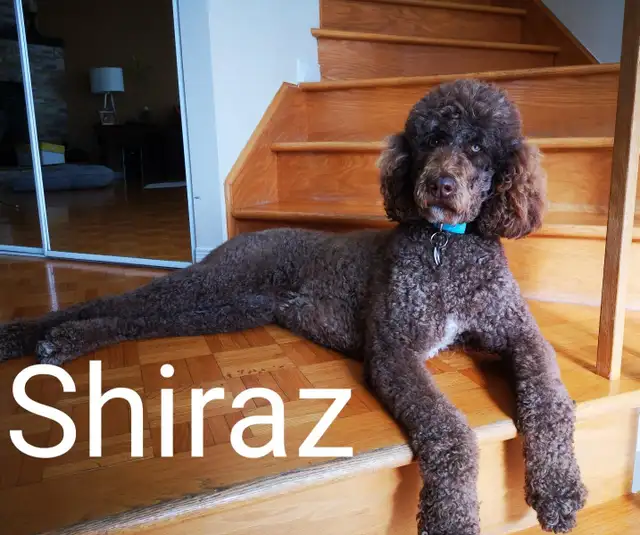 Pension 5 ETOILES pour chiens en milieu familial - Laval(^.^) - Photo 7