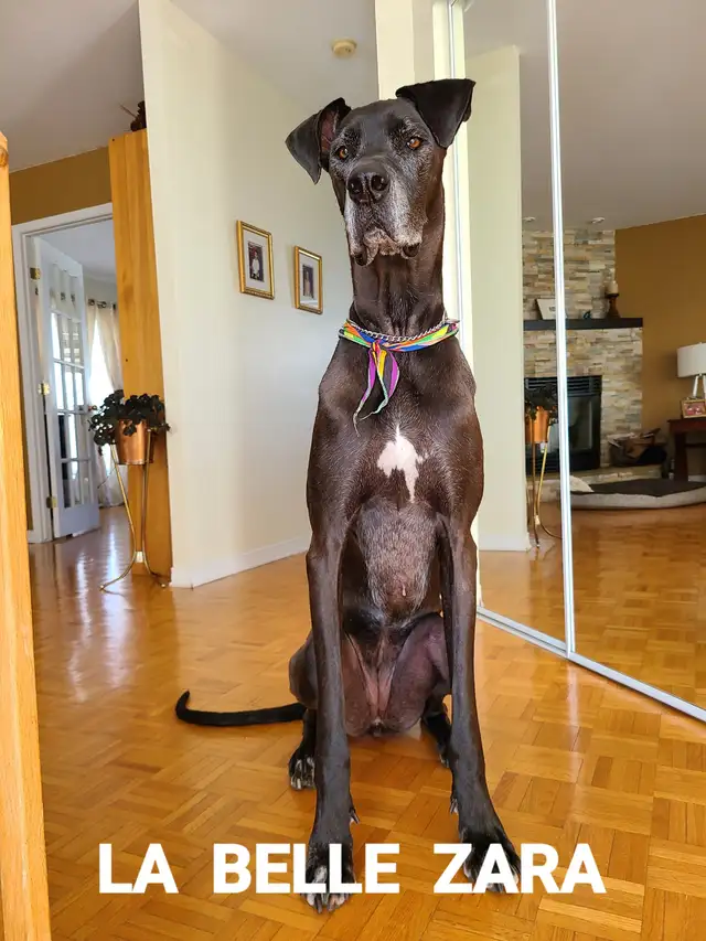 Pension 5 ETOILES pour chiens en milieu familial - Laval(^.^) - Photo 9