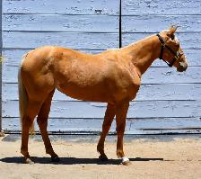 Beautiful AQHA Palomino mare