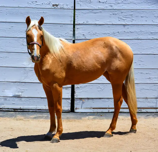 Beautiful AQHA Palomino mare - Photo 2