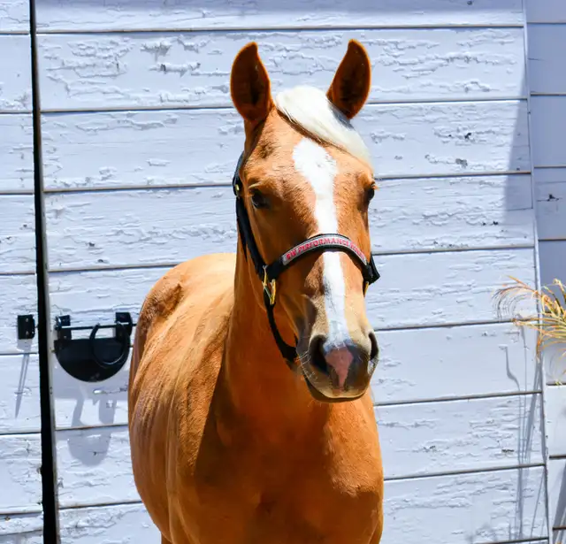 Beautiful AQHA Palomino mare - Photo 3