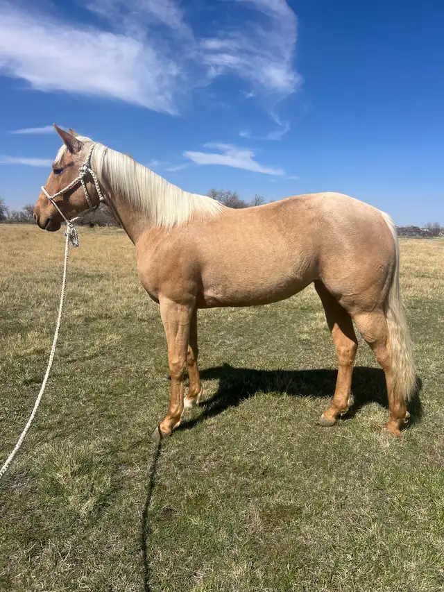 Beautiful AQHA Palomino mare - Photo 4