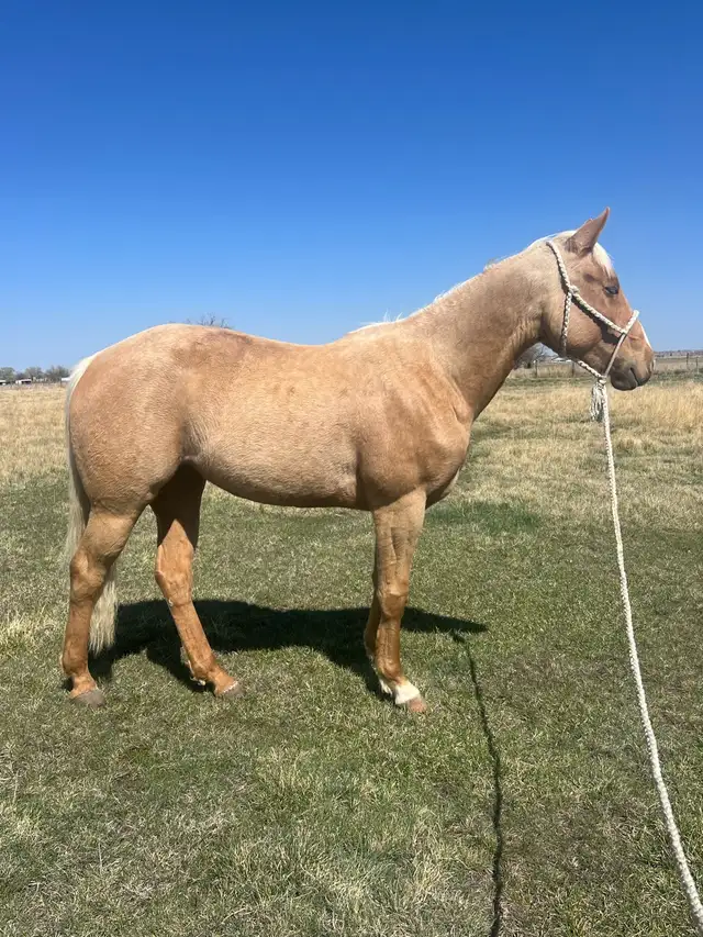 Beautiful AQHA Palomino mare - Photo 5