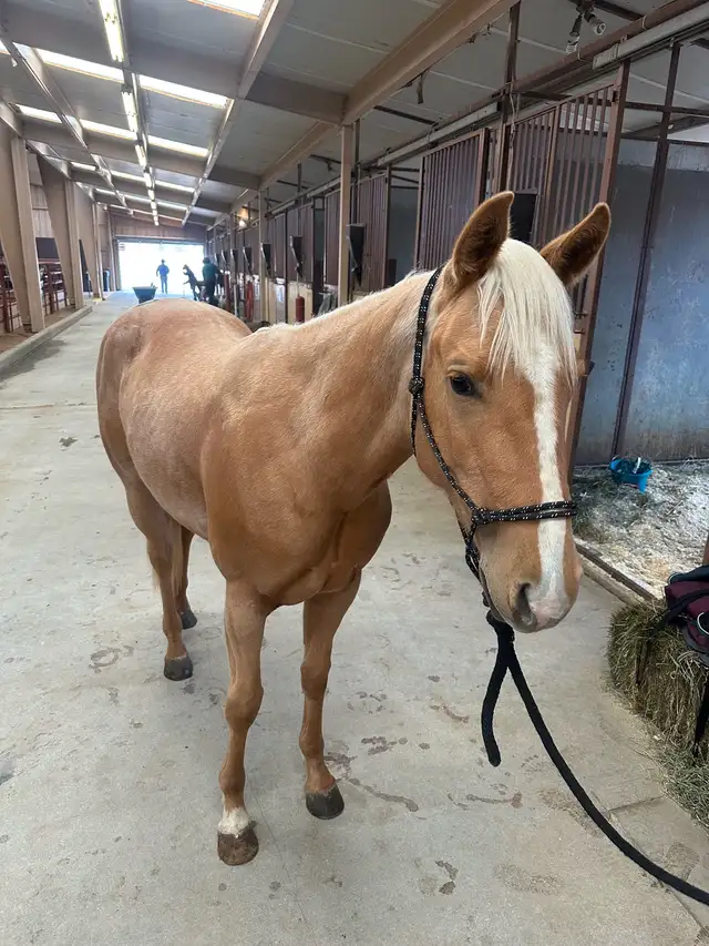 Beautiful AQHA Palomino mare - Photo 6