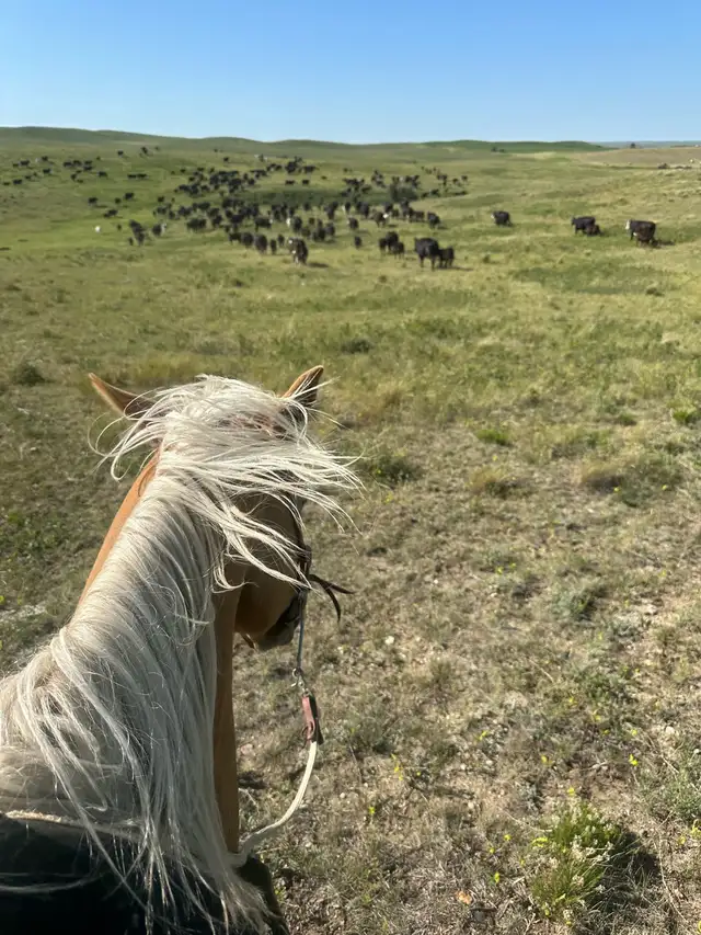Beautiful AQHA Palomino mare - Photo 8