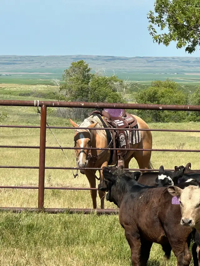 Beautiful AQHA Palomino mare - Photo 9
