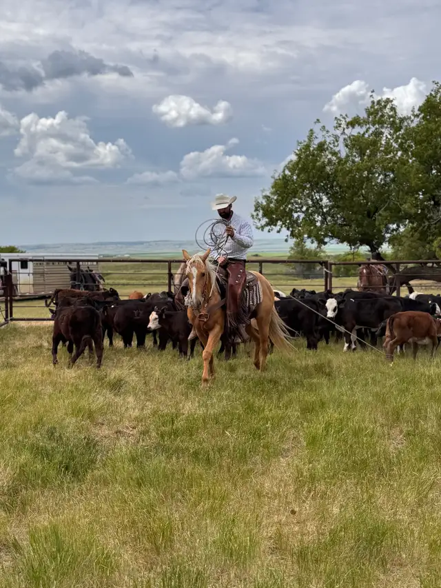 Beautiful AQHA Palomino mare - Photo 10