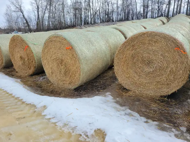 ROUND BARLEY STRAW BALES