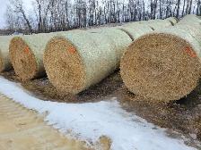 ROUND BARLEY STRAW BALES