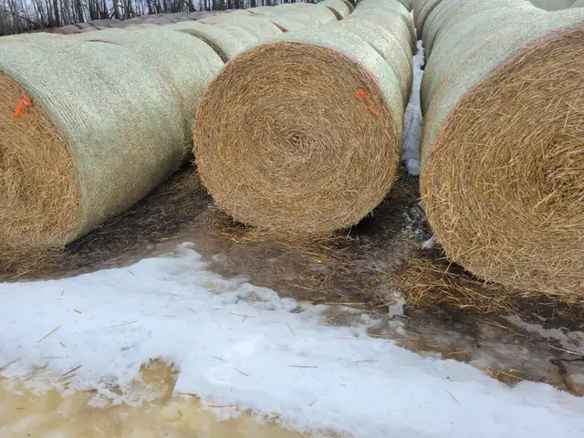ROUND BARLEY STRAW BALES - Photo 2