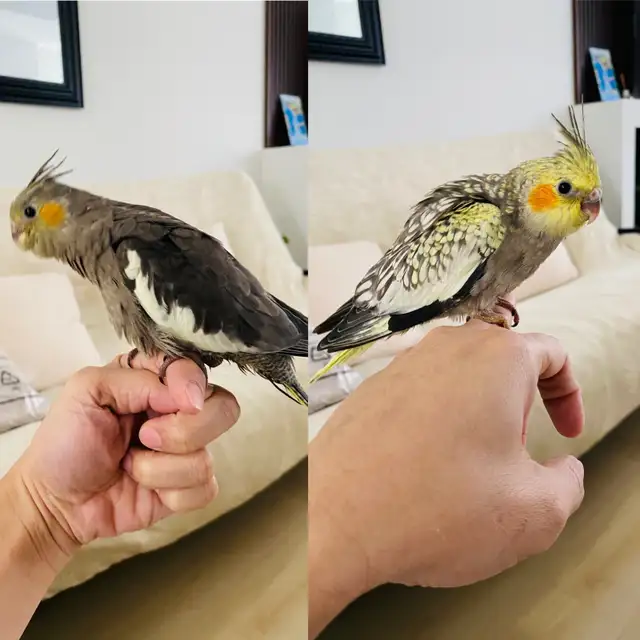 Cockatiel baby tamed