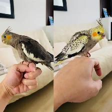 Cockatiel baby tamed