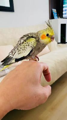 Cockatiel baby tamed - Photo 2