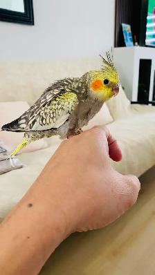 Cockatiel baby tamed - Photo 3