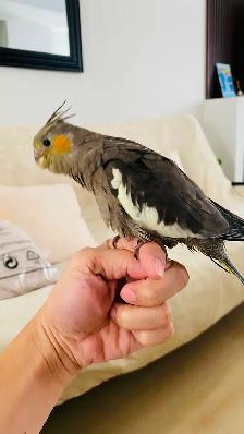 Cockatiel baby tamed - Photo 4