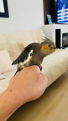 Cockatiel baby tamed - Photo 5