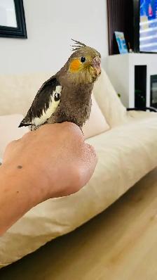 Cockatiel baby tamed - Photo 6