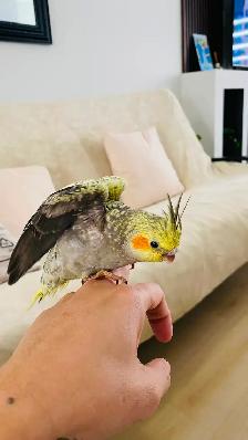 Cockatiel baby tamed - Photo 7