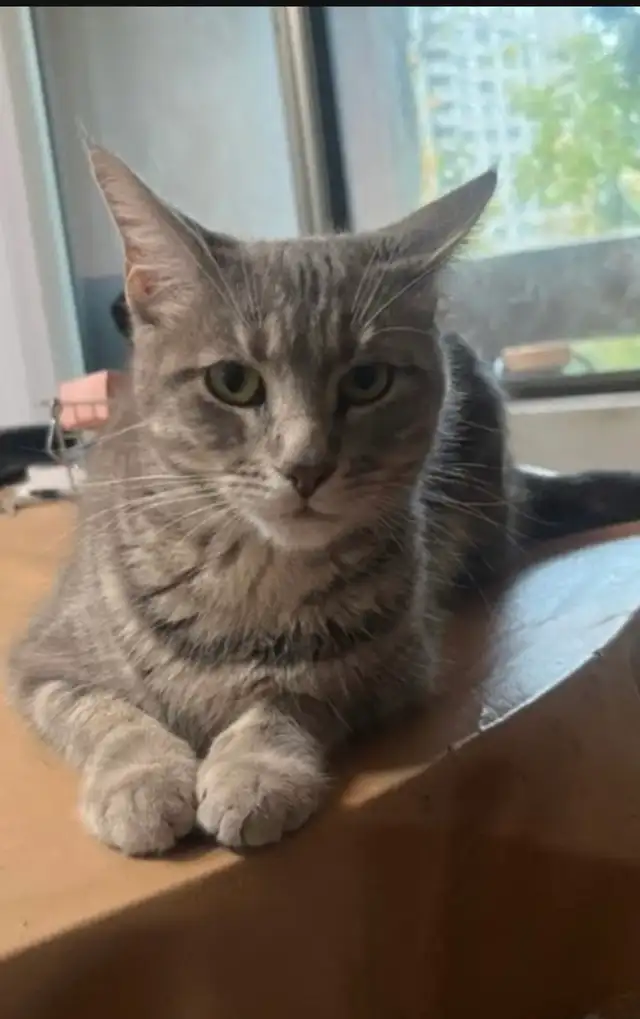 URGENT rehoming 2 cats