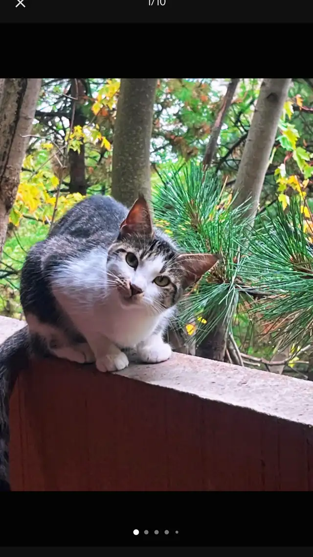 URGENT rehoming 2 cats - Photo 2