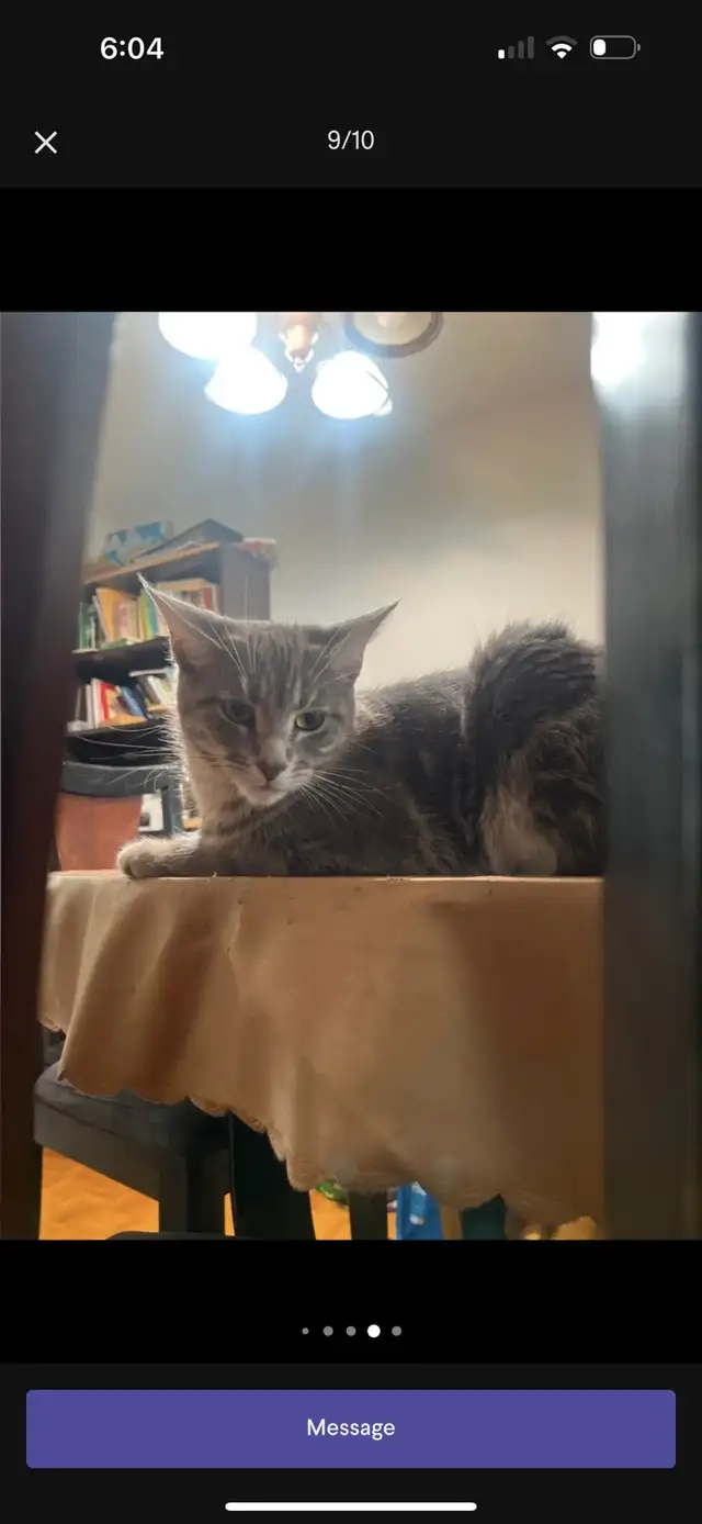 URGENT rehoming 2 cats - Photo 3