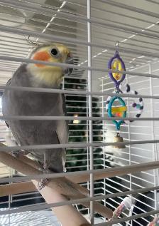 Cockatiel