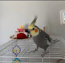 Cockatiel - Photo 2