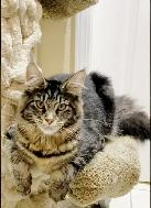 Rehoming Tabby Maine Coon Female 1 years old.
