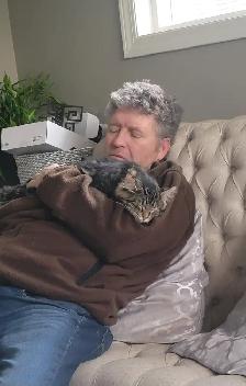 Rehoming Tabby Maine Coon Female 1 years old. - Photo 3