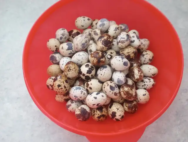 Jumbo wild mix quail eggs for hatching