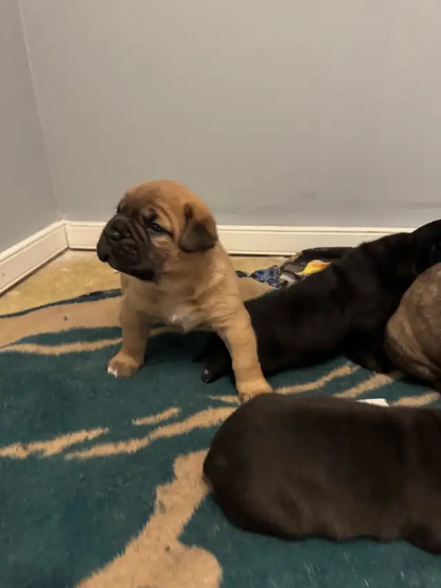 cane corso puppies