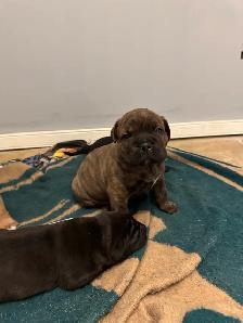 cane corso puppies - Photo 2