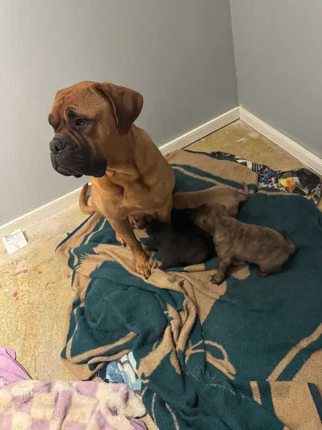 cane corso puppies - Photo 3