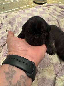 cane corso puppies - Photo 4
