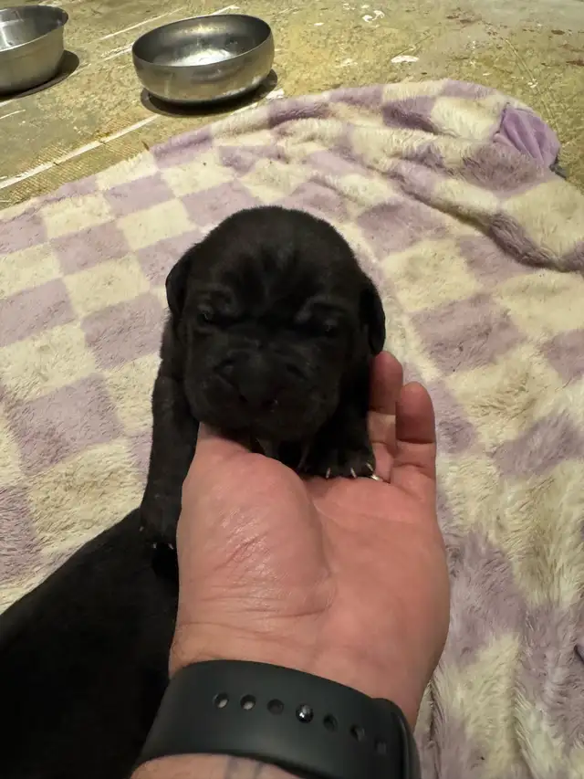 cane corso puppies - Photo 5