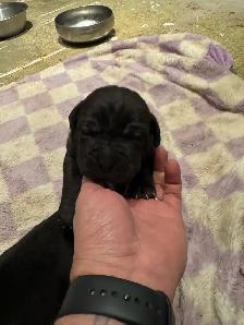 cane corso puppies - Photo 5