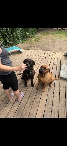cane corso puppies - Photo 6