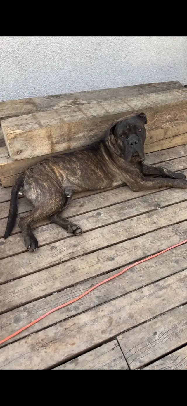 cane corso puppies - Photo 7