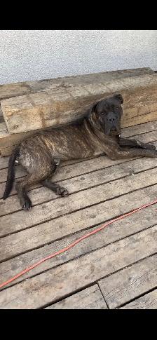 cane corso puppies - Photo 7