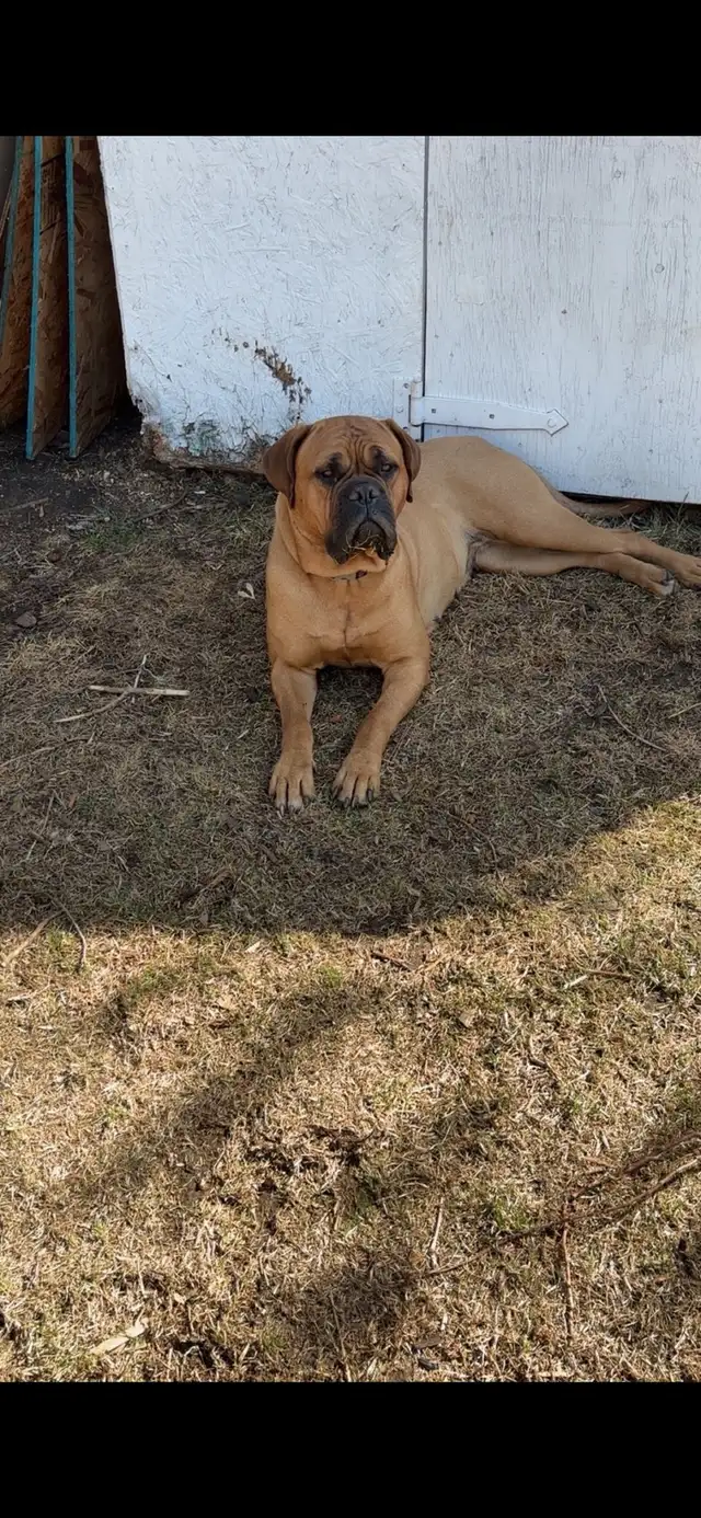 cane corso puppies - Photo 8