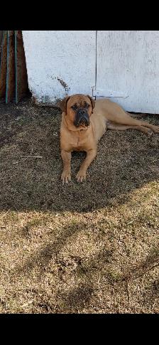 cane corso puppies - Photo 8