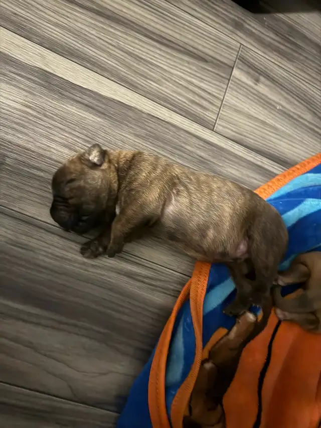 cane corso puppies - Photo 9