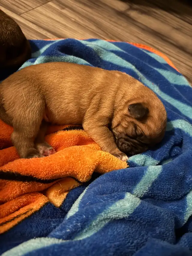 cane corso puppies - Photo 10