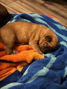 cane corso puppies - Photo 10