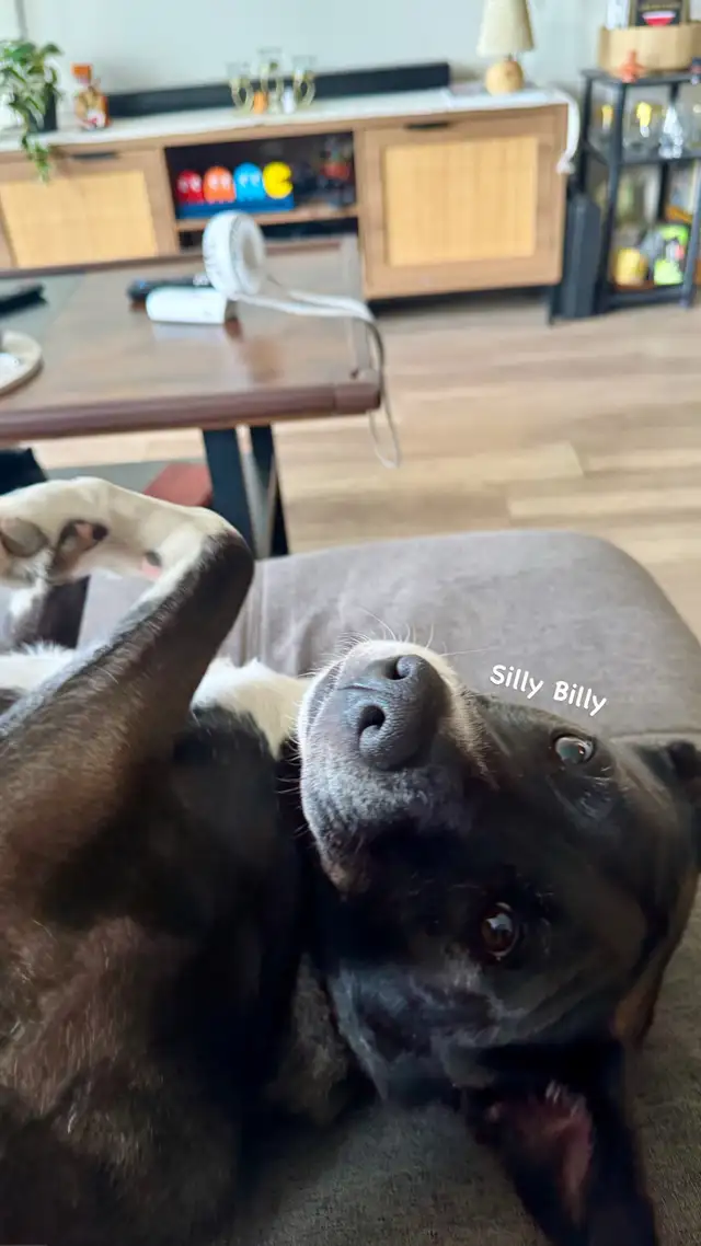 Pet sitting | boarding | day care | dog walking services