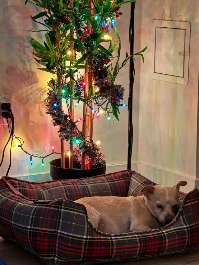 Pet sitting | boarding | day care | dog walking services - Photo 2