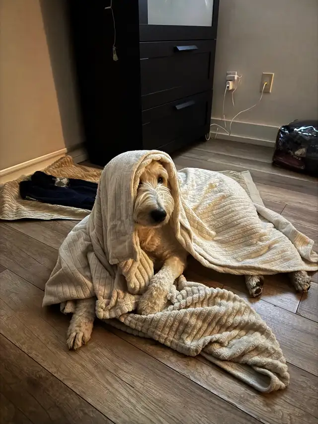 Pet sitting | boarding | day care | dog walking services - Photo 3