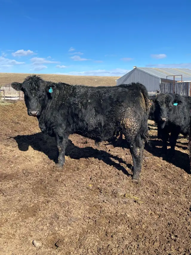 SOUTH DEVON BULLS - Photo 2